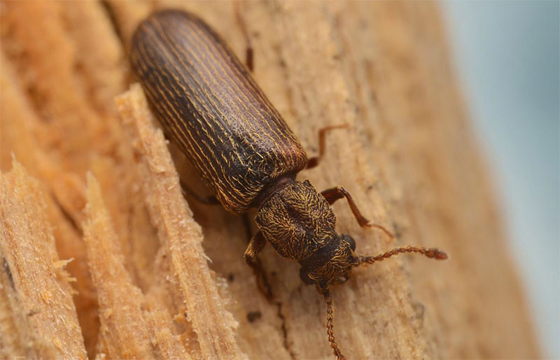 Traitement Bois Charpente : traitements de bois contre les champignons lignivores et les insectes. Intervention Sur Liège en Belgique - HV TOITURE FACADE LIEGE